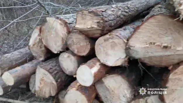 Сам собі виписував лісорубні дозволи: підприємцю з Волині повідомили про підозру