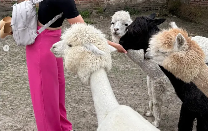 Неподалік від Луцька відкрили ферму з альпаками: локація (відео)