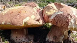 У лісі на Волині знайшли галявину з велетенськими грибами (фото)