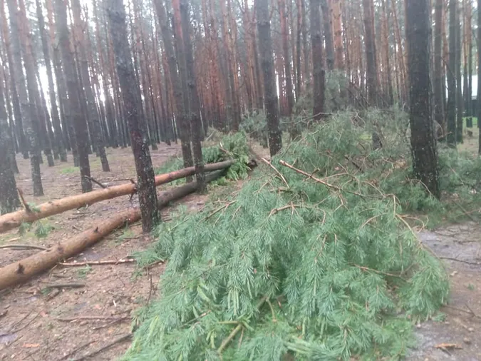 Вирвані з корінням дерева: на Світязі через буревій постраждав дитячий табір (відео)
