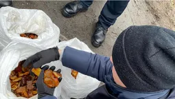 На Рівненщині сільського голову спіймали з бурштином на 30 тисяч доларів (фото, відео)