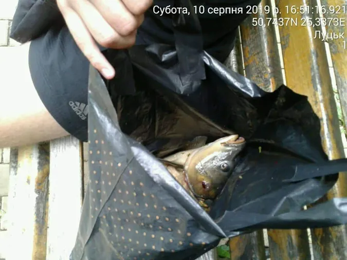 Змусили відпустити улов: лучанин незаконно рибалив у Центральному парку