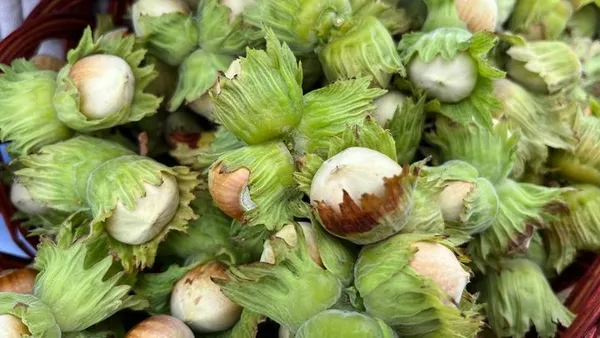 Фундук