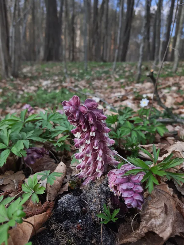 У нацпарку на Волині почали цвісти дивакуваті рослини (фото)