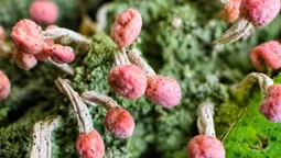 Рожеві «чупа-чупси» серед каміння: у лісі помітили дивну істоту (фото)