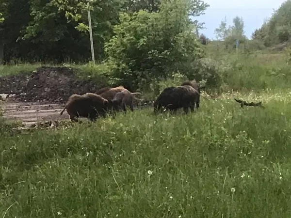 У Луцькому районі біля зупинки паслися дикі кабанчики (фото, відео)