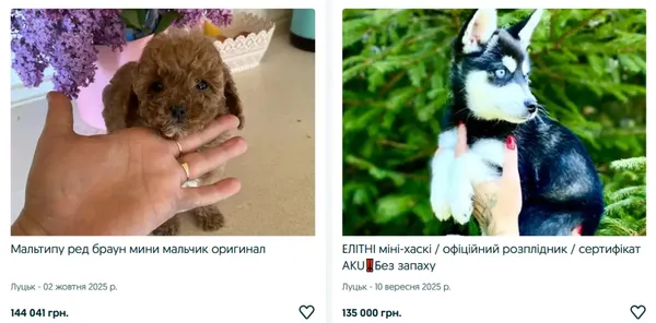 Ціна вражає: які породи собак популярні в Луцьку