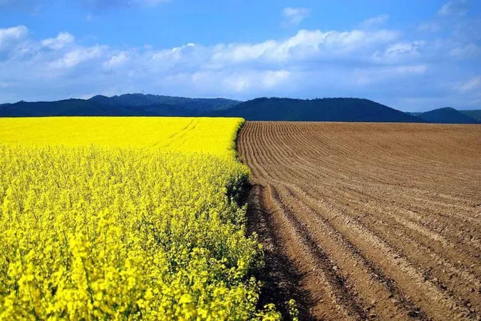 На Волині зросла кількість землі, яку виставлятимуть на аукціонах
