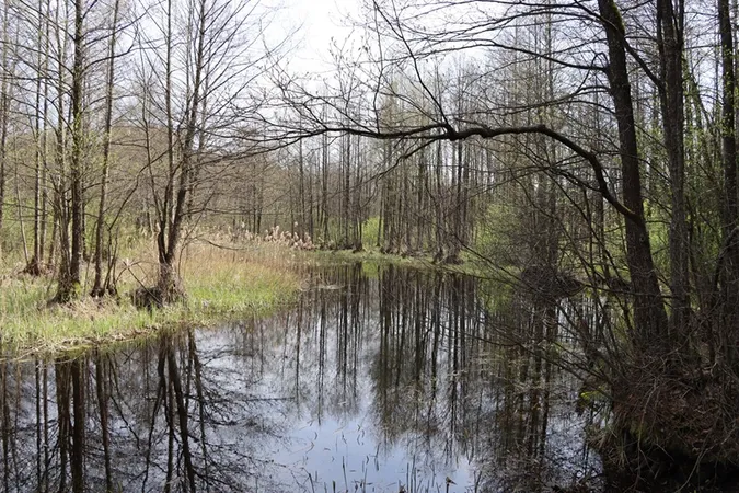 У нетрях дикого Полісся помітили справжню перлину життя (фото)
