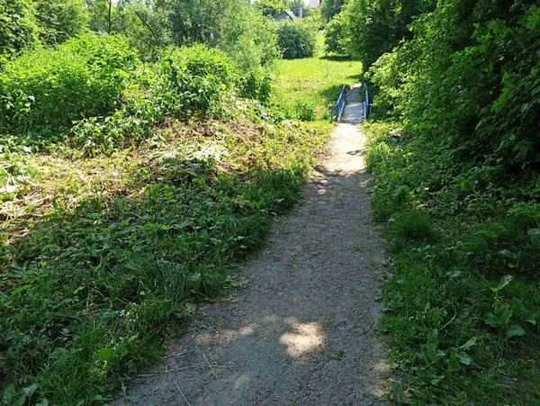 У Луцьку на боротьбу з борщівником виділили 100 тисяч гривень