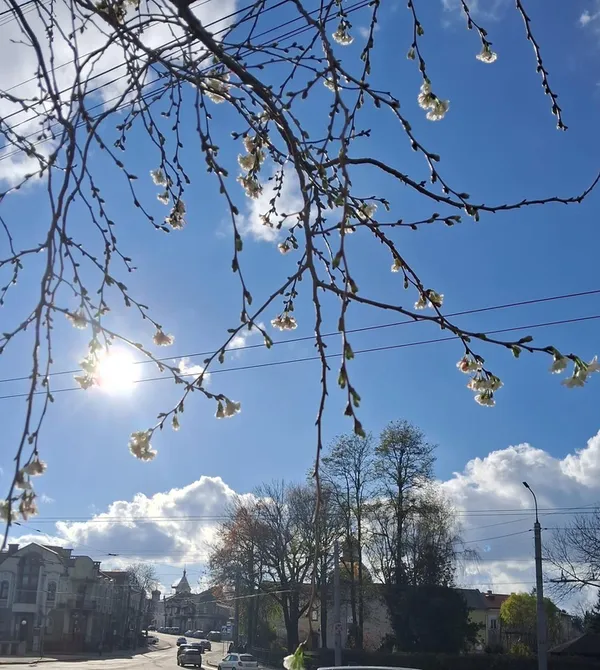 Несподіване осіннє диво: у Луцьку в листопаді зацвіли сакури (фото)