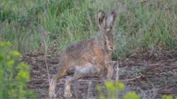 🐇 Невловимі чорнобильські зайці потрапили в об'єктив