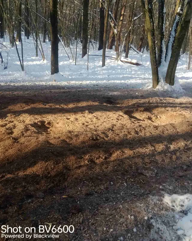 Як в нацпарку на Волині допомагають диким тваринам пережити сніжну зиму (фото)