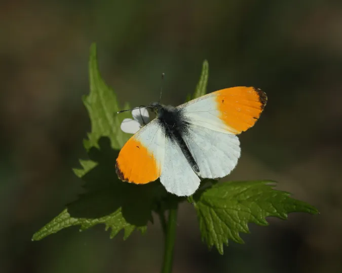 У лісі на Волині вперше помітили найгарнішого метелика України