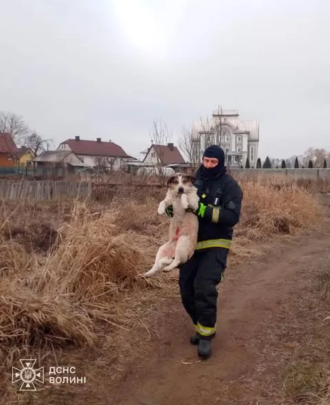 Вдруге за день: у Ковелі рятувальники витягнули з крижаної Турії собаку (фото)