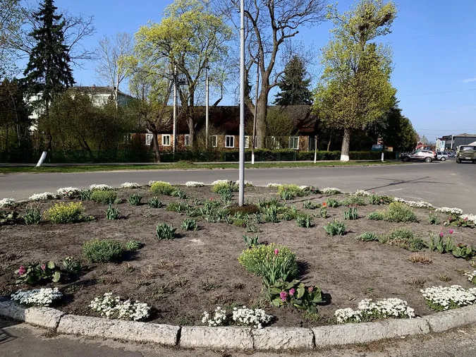 🌷Висадила тисячу тюльпанів: як квітникарка роками змінює Шацьк (фото)