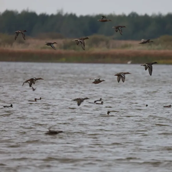 На Волині знайшли нове місце зростання рідкісної орхідеї з Червоної книги (фото)
