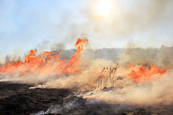 Від весняного Стиру до оленів у пущі: 17 неймовірних фотографій «Волині багатоликої»