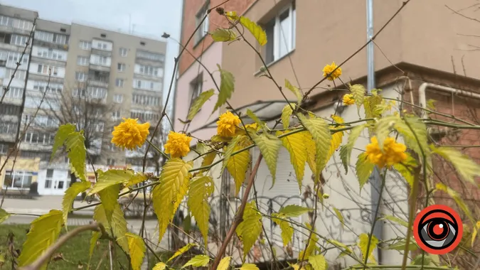 На Прикарпатті у грудні квітнуть троянди (фото)
