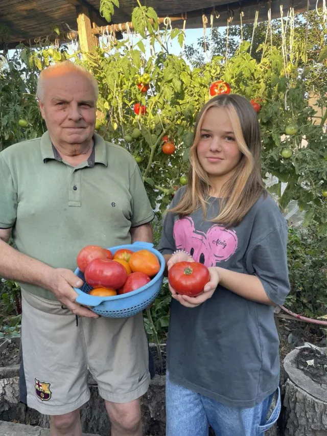 По відру з куща: як лучанин збирає рекордні врожаї помідорів, які вирощує у... пеньках (фото)