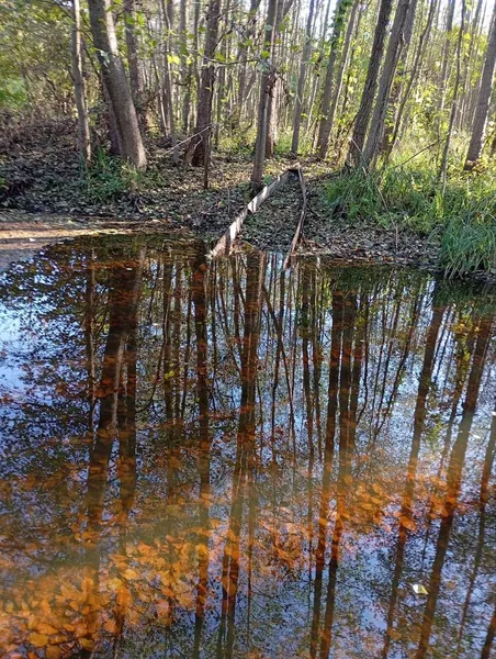 В мережі показали осінні світлини з річки Стохід (фото)