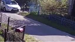 В Іваничах бійцівський собака напав на 7-річну дівчинку (відео 18+)