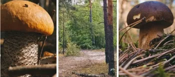 Красноголовці, білі, парасольки: попри суху погоду, у лісі на Волині збирають гриби (фото)