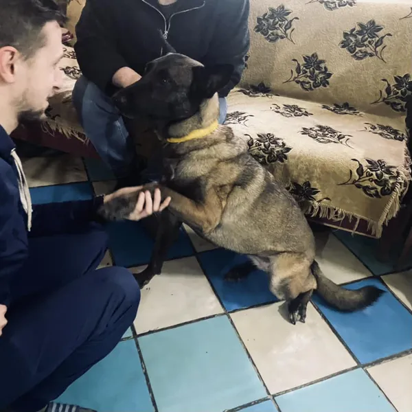 Емоційна реабілітація постраждалих: в Міноборони порадили медикам залучати собак (фото)