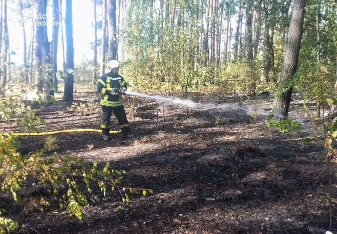Вогонь охопив 6,2 га: на Волині горіли суха трава, очерет і лісова підстилка (фото)