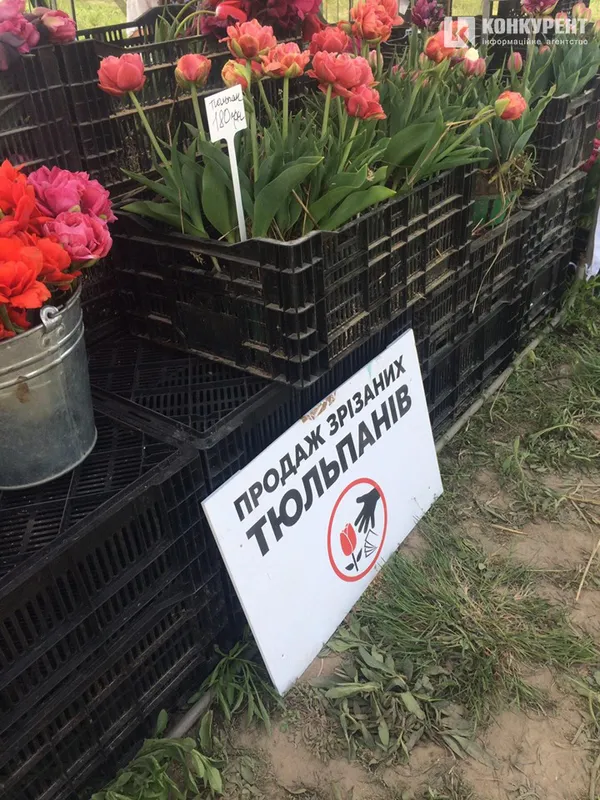 «Волинська Голландія»: за зірвані тюльпани – 500 гривень штрафу (фото, відео)