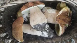 П'ять грибів – і повний кошик: як на Волині збирають боровики (фото, відео)