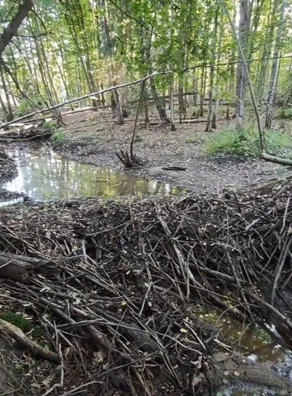 У лісах Полісся знайшли загадкову систему ходів, заховану під водою (фото, відео)