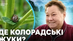 Куди зник колорадський жук та що буде з цьогорічним врожаєм картоплі на Волині (відео)