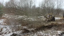 На Волині аграрії розчищають землі від чагарників 