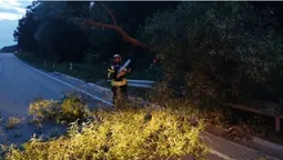 На Волині біля озера Лісне дерево впало на дорогу (фото)