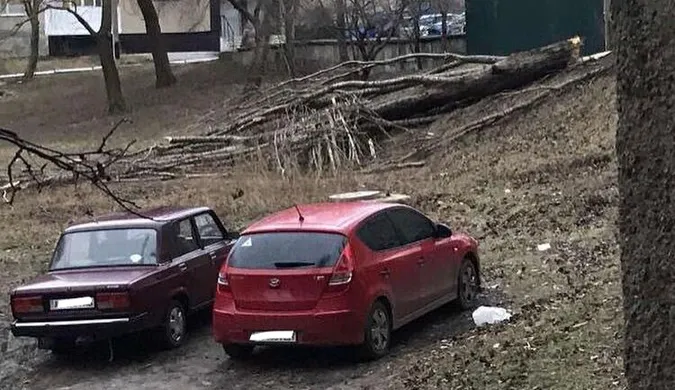 Карма: у Нововолинську суха тополя впала на авто, припарковане у «зеленій» зоні (фото, відео)