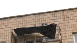 У Луцьку в будинку металевою сіткою закрили голубів: як це сталося (відео)