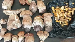 На Волині – грибний бум: соцмережі рясніють «трофеями» з лісу (фото)