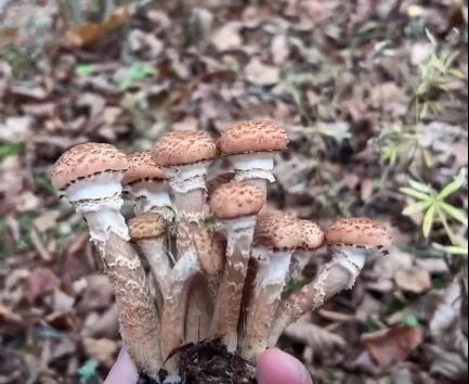 Опеньки звичайні