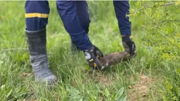 Дві гранати і снаряд: на городах волиняни знайшли боєприпаси (фото)