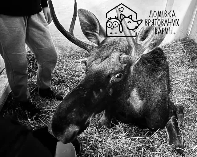 «Чуда не сталось»: знайдений в болоті на Рівненщині лось помер у притулку