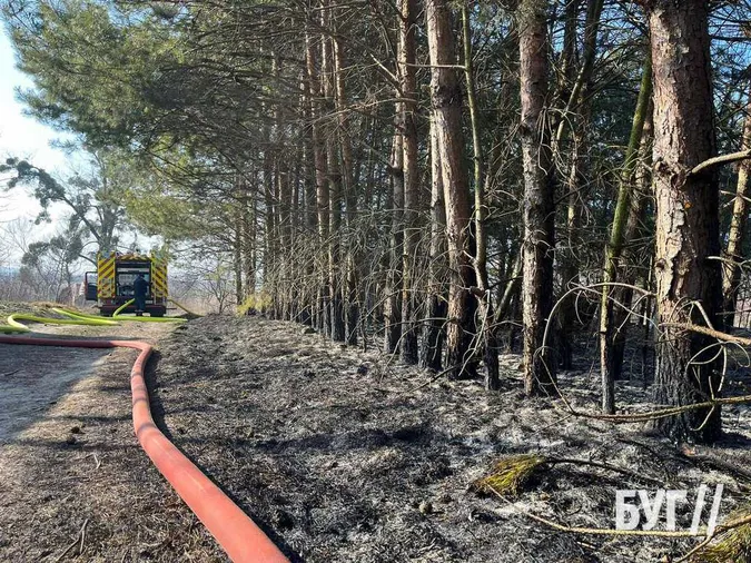 У Володимирі невідомі підпалили сосни біля житлового будинку (фото)