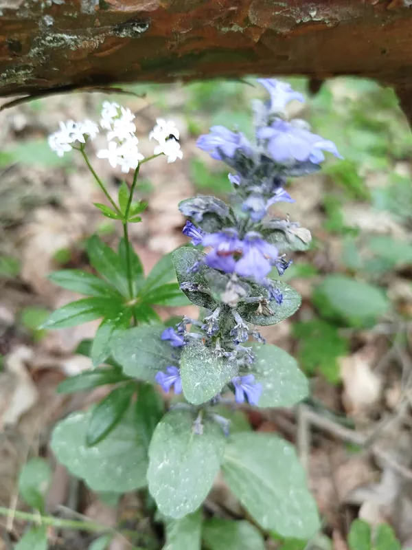🌱 У лісі на Волині помітили весняну оазу рідкісних рослин