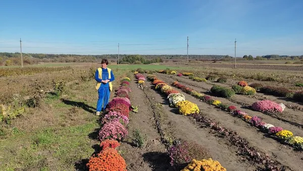 Мешканка Луцького району вирощує понад сто сортів хризантем (фото, відео)
