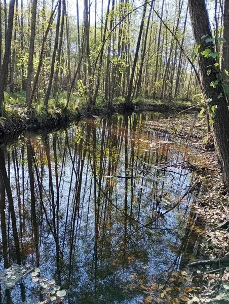 В мережі показали осінні світлини з річки Стохід (фото)