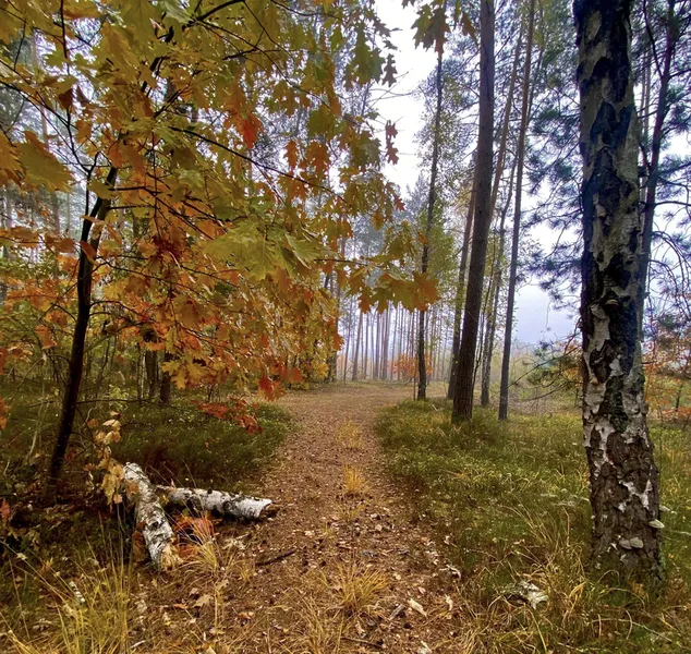 Туман, листочки і гриби: показали красу волинського лісу (фото)