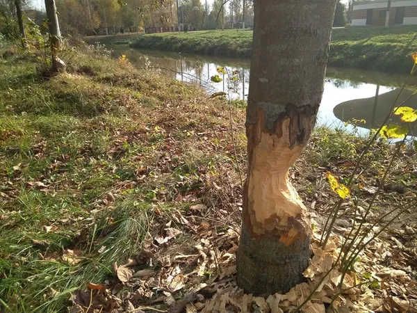 До реконструкції луцького парку долучилися бобри (фото)