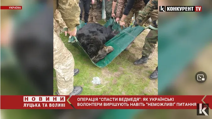 Операція «врятуй ведмедя»: як волонтери вирішують навіть «неможливі» питання (відео)