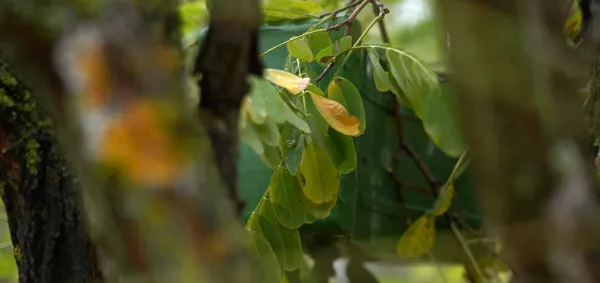 Кордон з Білоруссю та росією продовжують мінувати (фото)