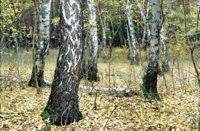 У лісі на Волині знайшли повішеним чоловіка, якого розшукували рідні